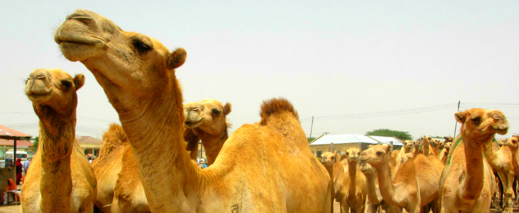 Somaliland hargiesa camel market trade travel