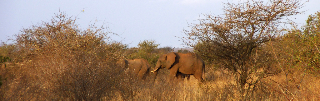 kenya tsaveo west travel safari elephant
