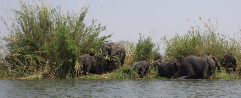 MALAWI Liwonde National Park Shire river elephants travel backpacking